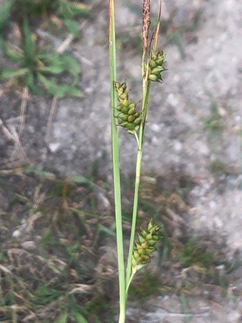 Carex punctata — search result for 'northwest Africa'