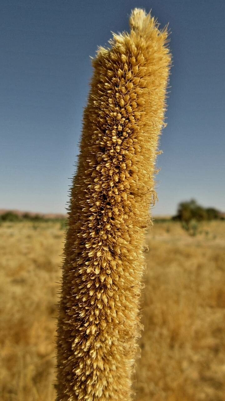 Cenchrus americanus flower