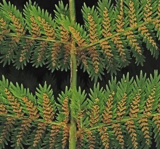 Leptopteris hymenophylloides fruit