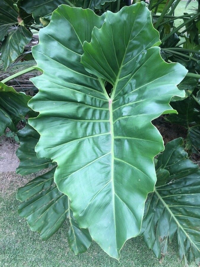Thaumatophyllum brasiliense leaf