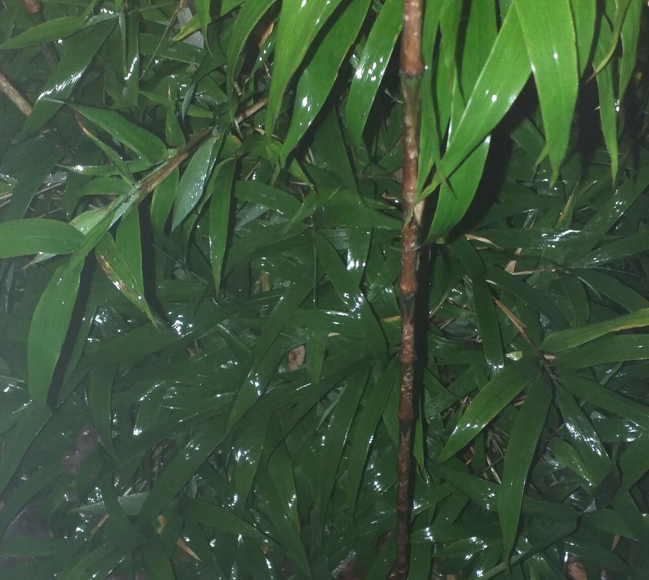 Chimonobambusa marmorea bark