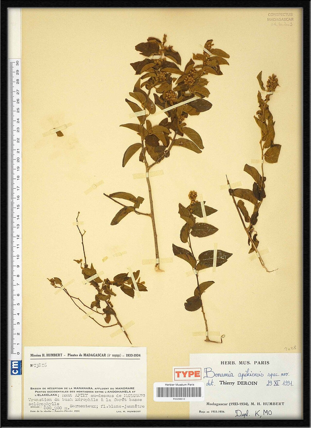 Bonamia apikiensis — related species from the same genus