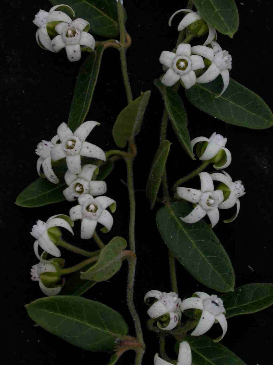 Oxypetalum appendiculatum — related species from the same genus