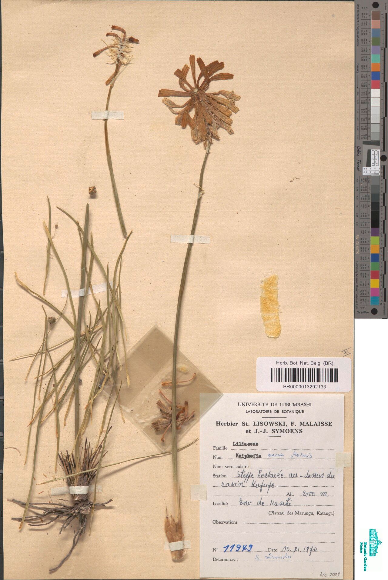 Kniphofia nana — houseplant care guide