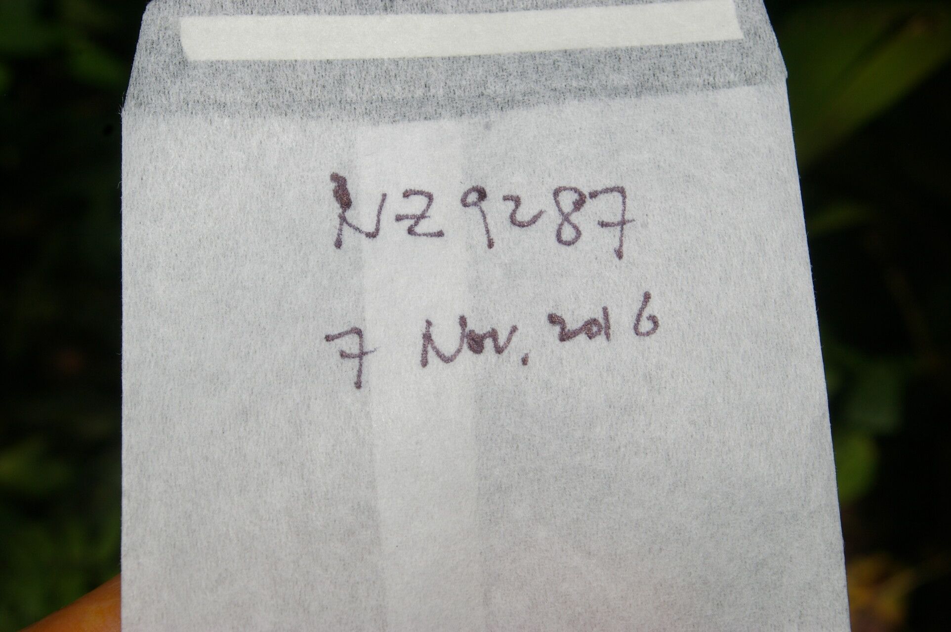 Piper brevistylum other