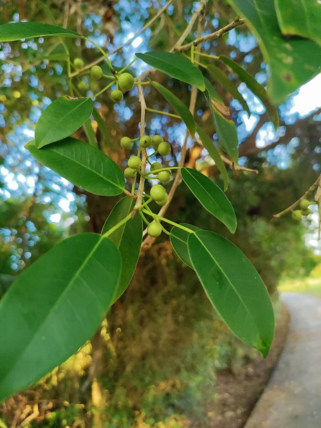 Ficus pallida fruit