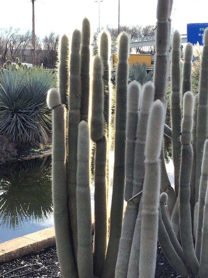 Cephalocereus senilis