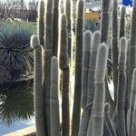 Cephalocereus senilis