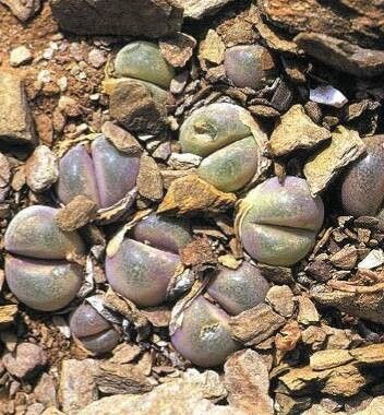 Gibbaeum nebrownii habit