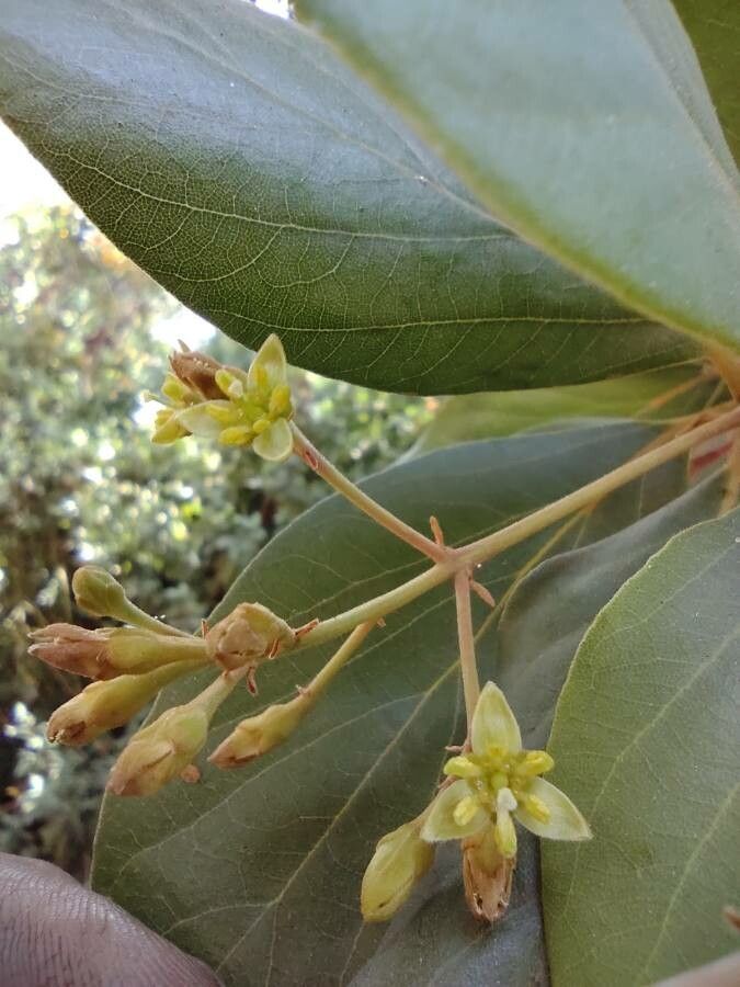 Persea lingue flower