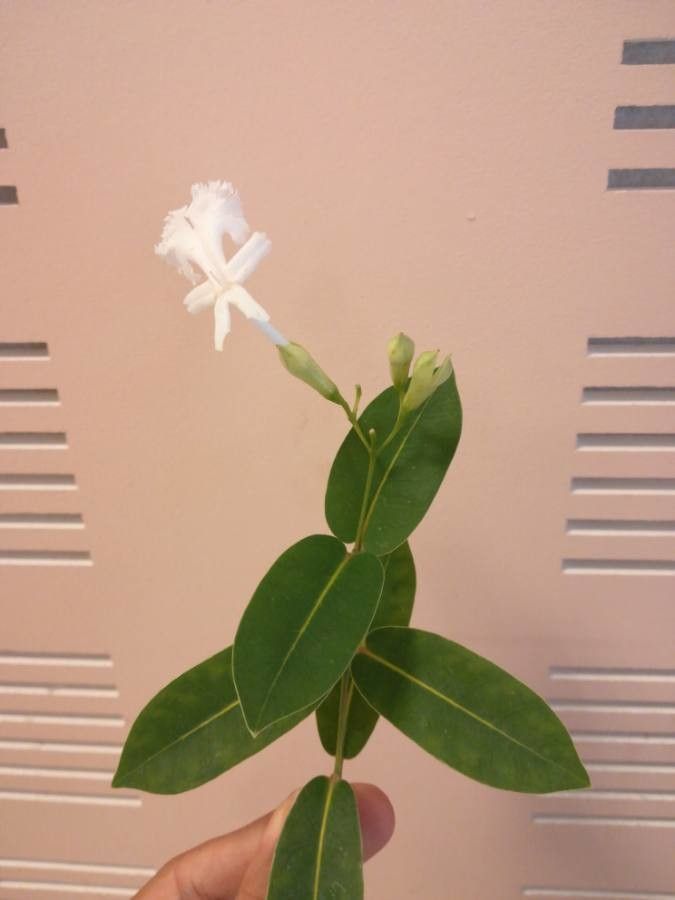 Oxera neriifolia leaf