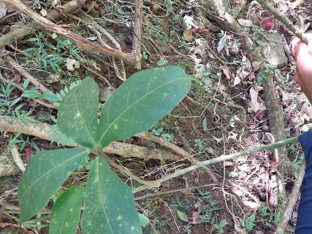 Ficus brachyclada leaf
