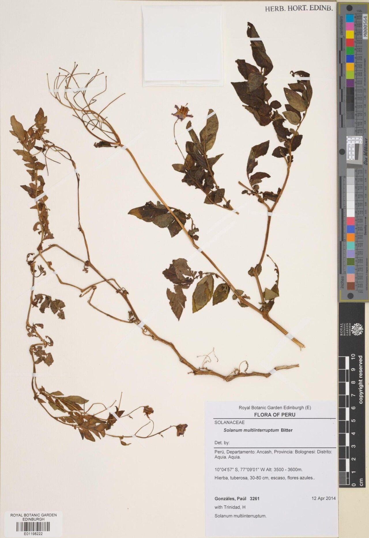 Solanum multiinterruptum — houseplant care guide