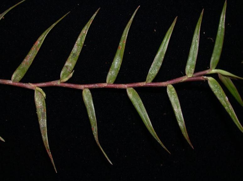 Epidendrum isomerum fruit