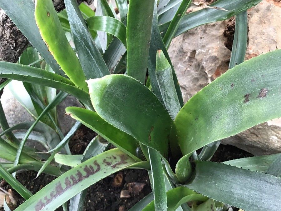 Aechmea nudicaulis — search result for 'Bromeliaceae'