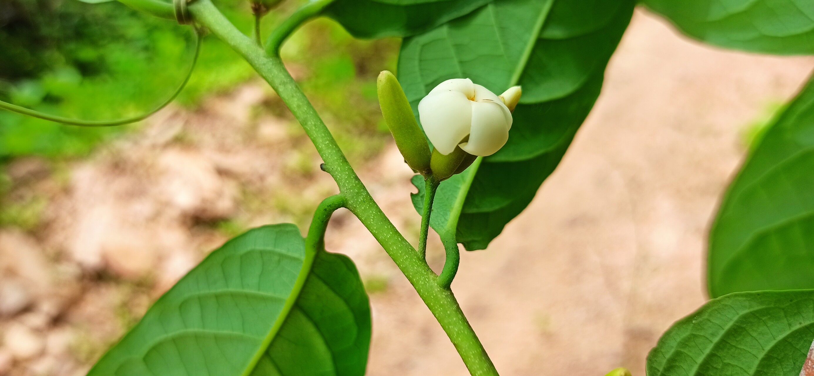 Diospyros monbuttensis flower