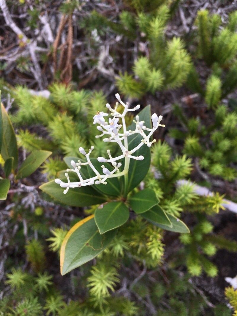 Psychotria rupicola — houseplant care guide