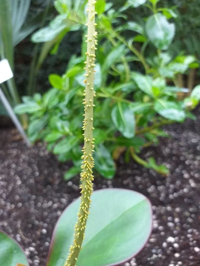 Peperomia saligna flower