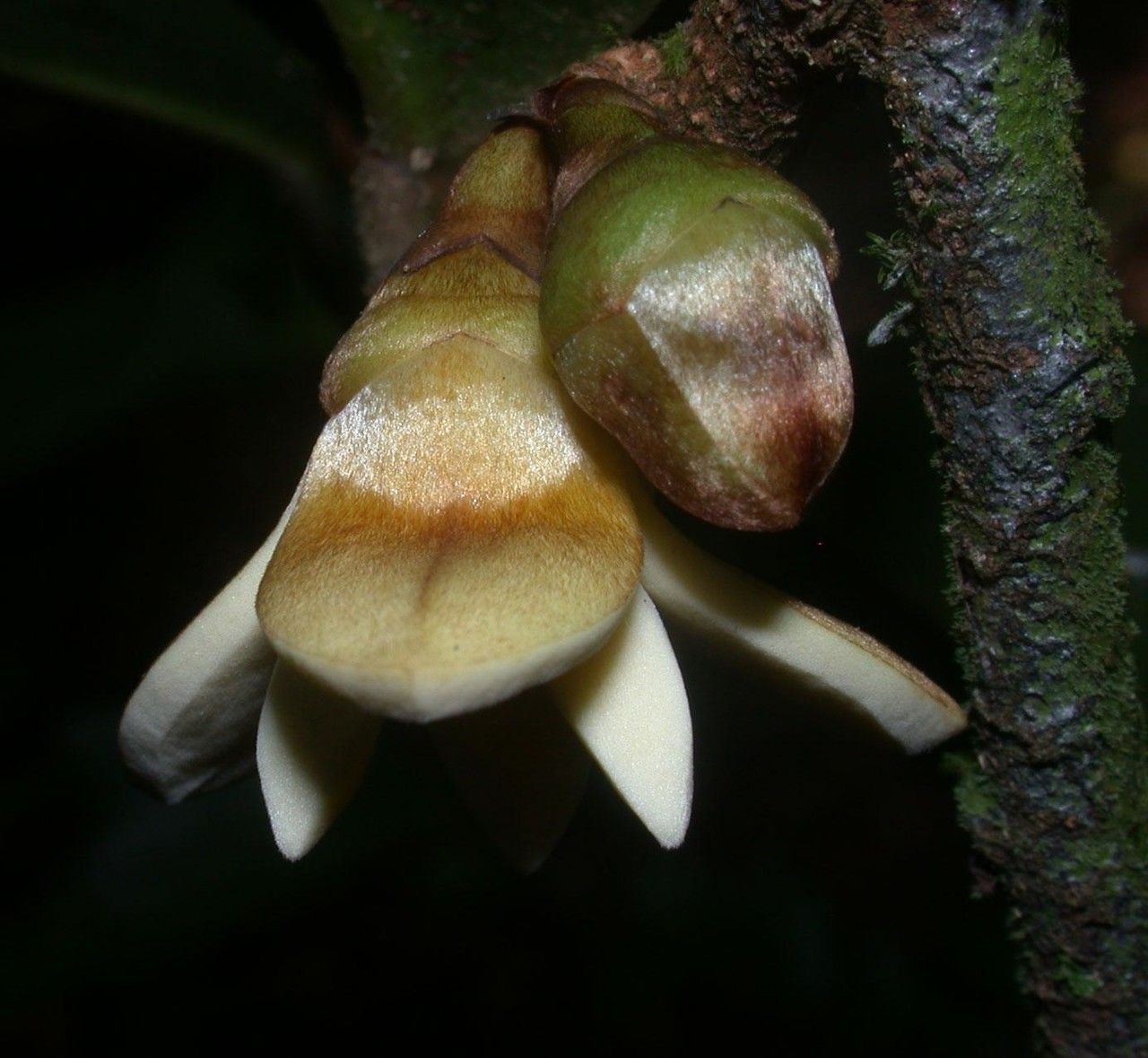 Xylopia bocatorena fruit