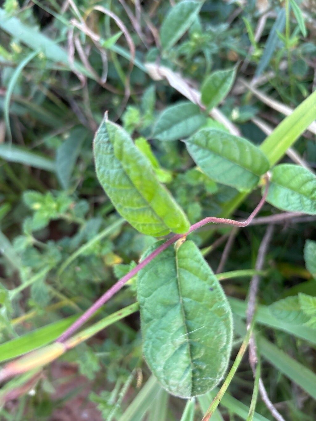 Mandevilla scabra — houseplant care guide