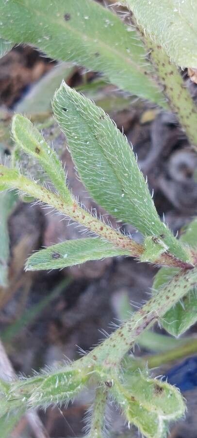 Echium arenarium — search result for 'Echium'