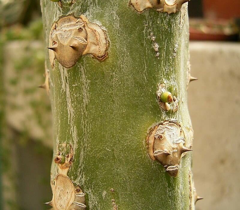 Euphorbia drupifera bark