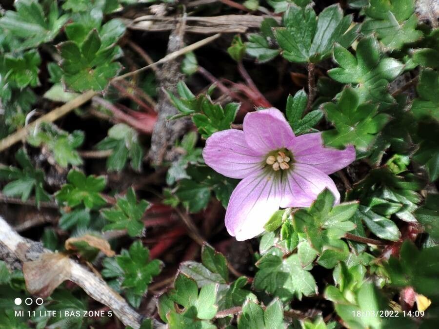 Geranium sibbaldioides flower