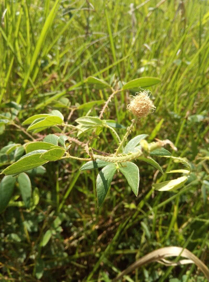Mimosa sensitiva fruit