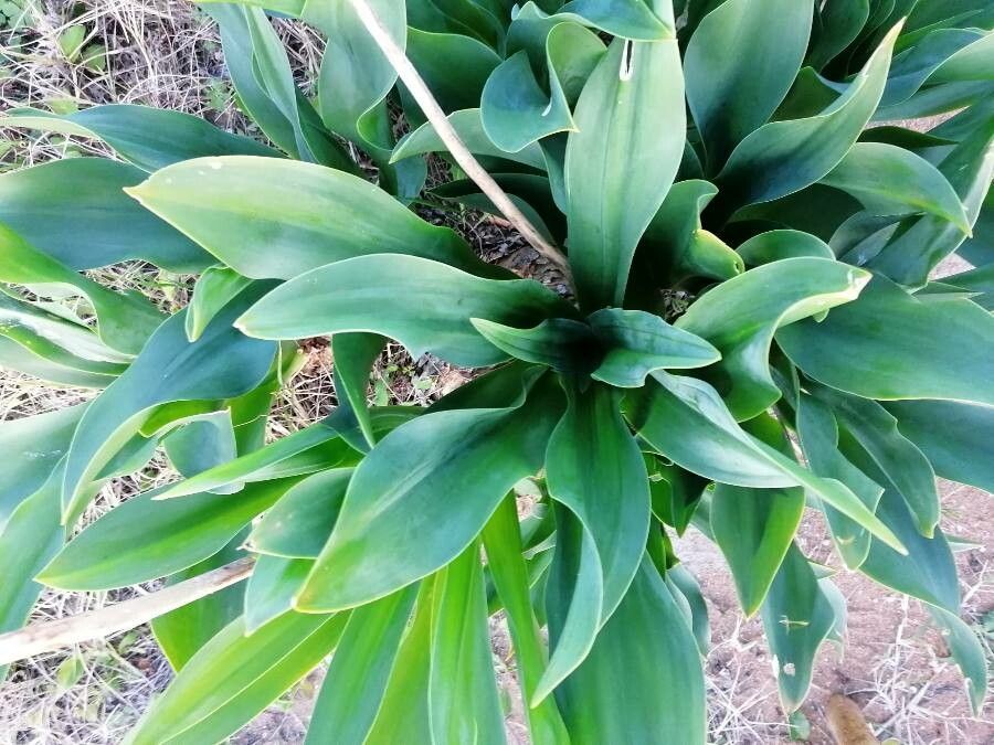Drimia maritima leaf