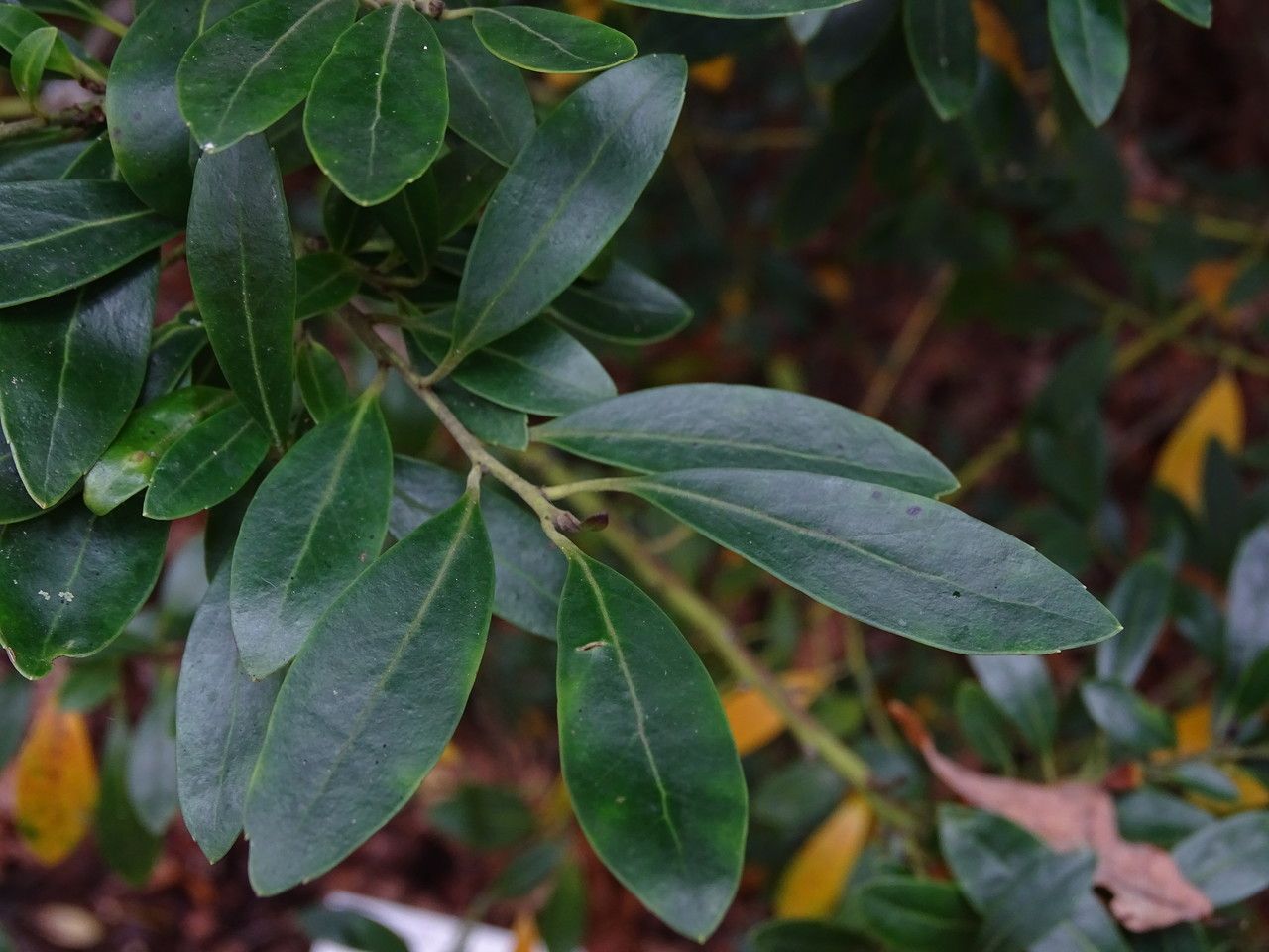 Ilex glabra leaf