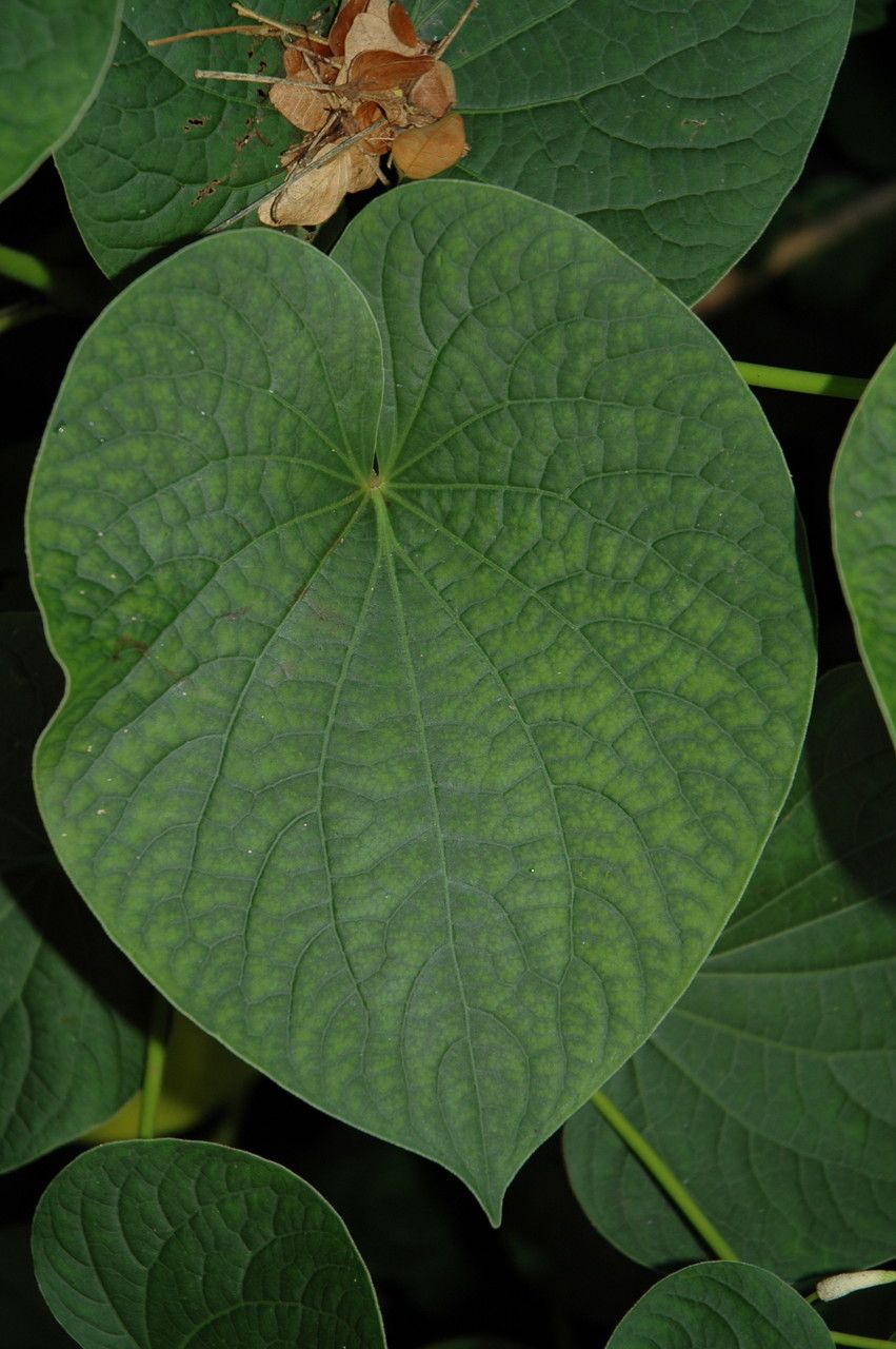 Piper methysticum leaf