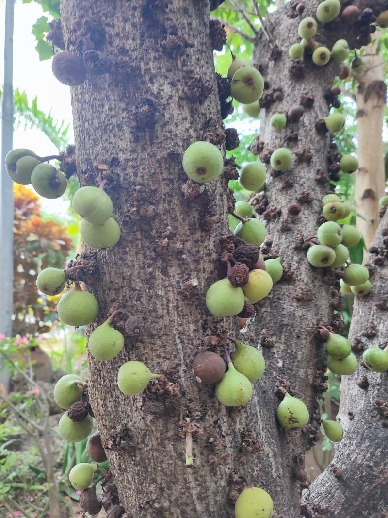 Ficus sansibarica bark