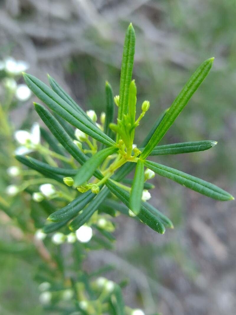 Zieria laevigata — related species from the same genus