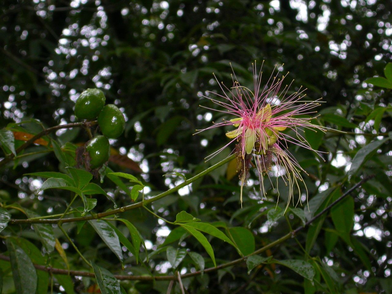 Caryocar microcarpum flower