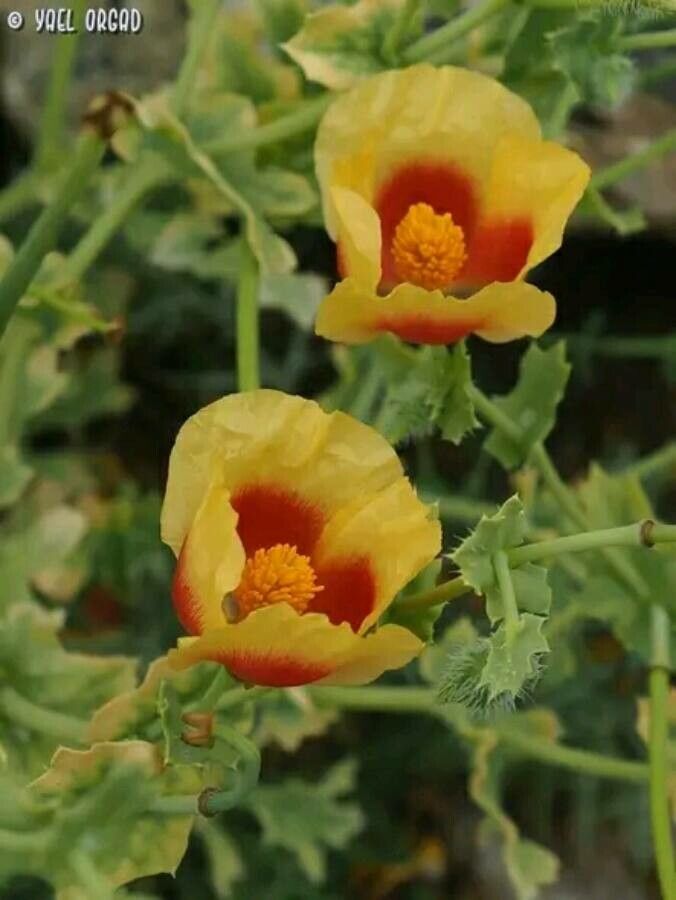 Glaucium leiocarpum flower