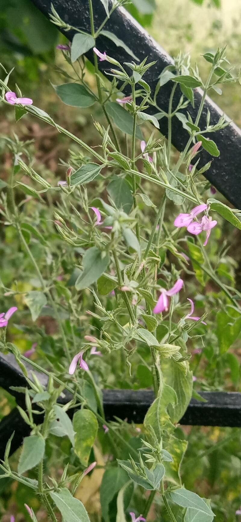 Dicliptera paniculata flower