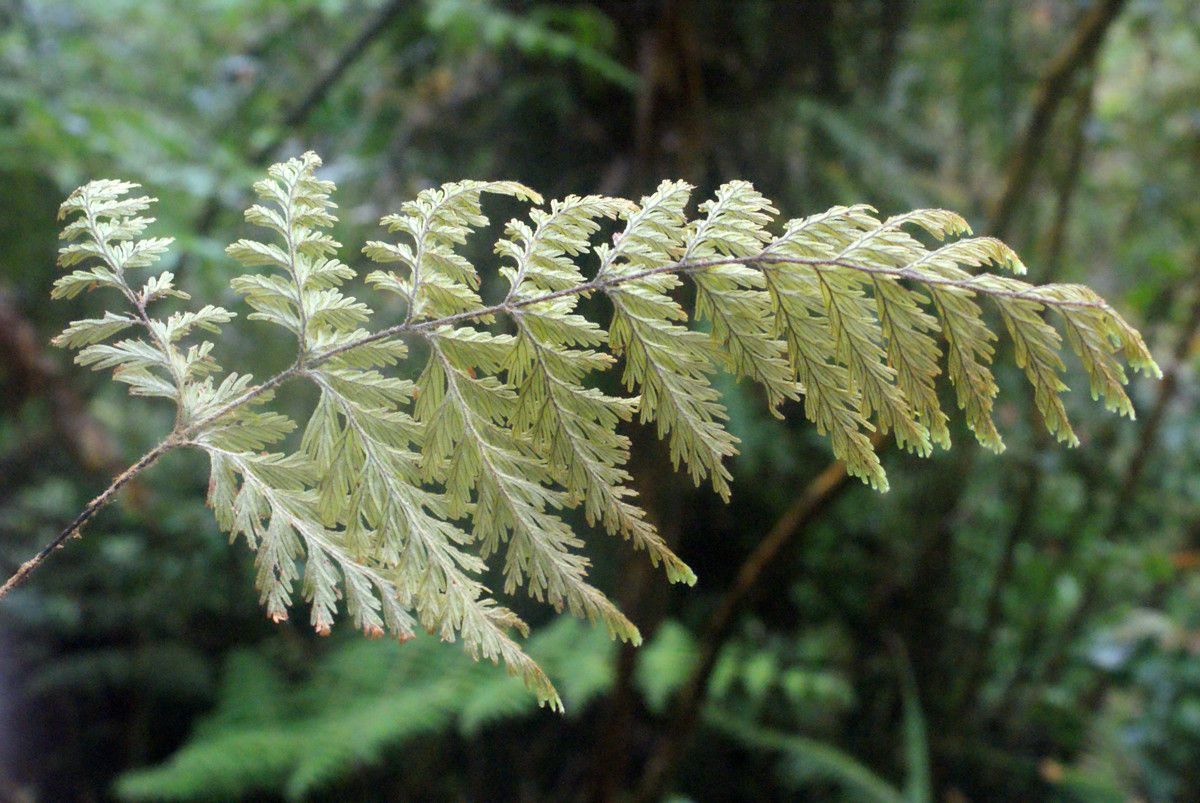Selaginella fruticulosa leaf