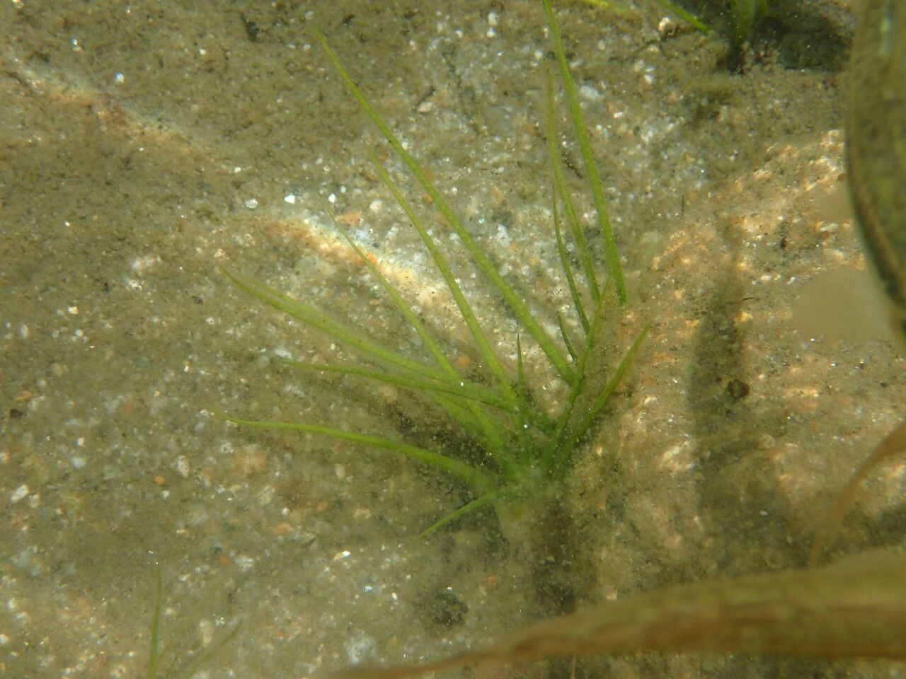 Isoetes lacustris — flood tolerant houseplant