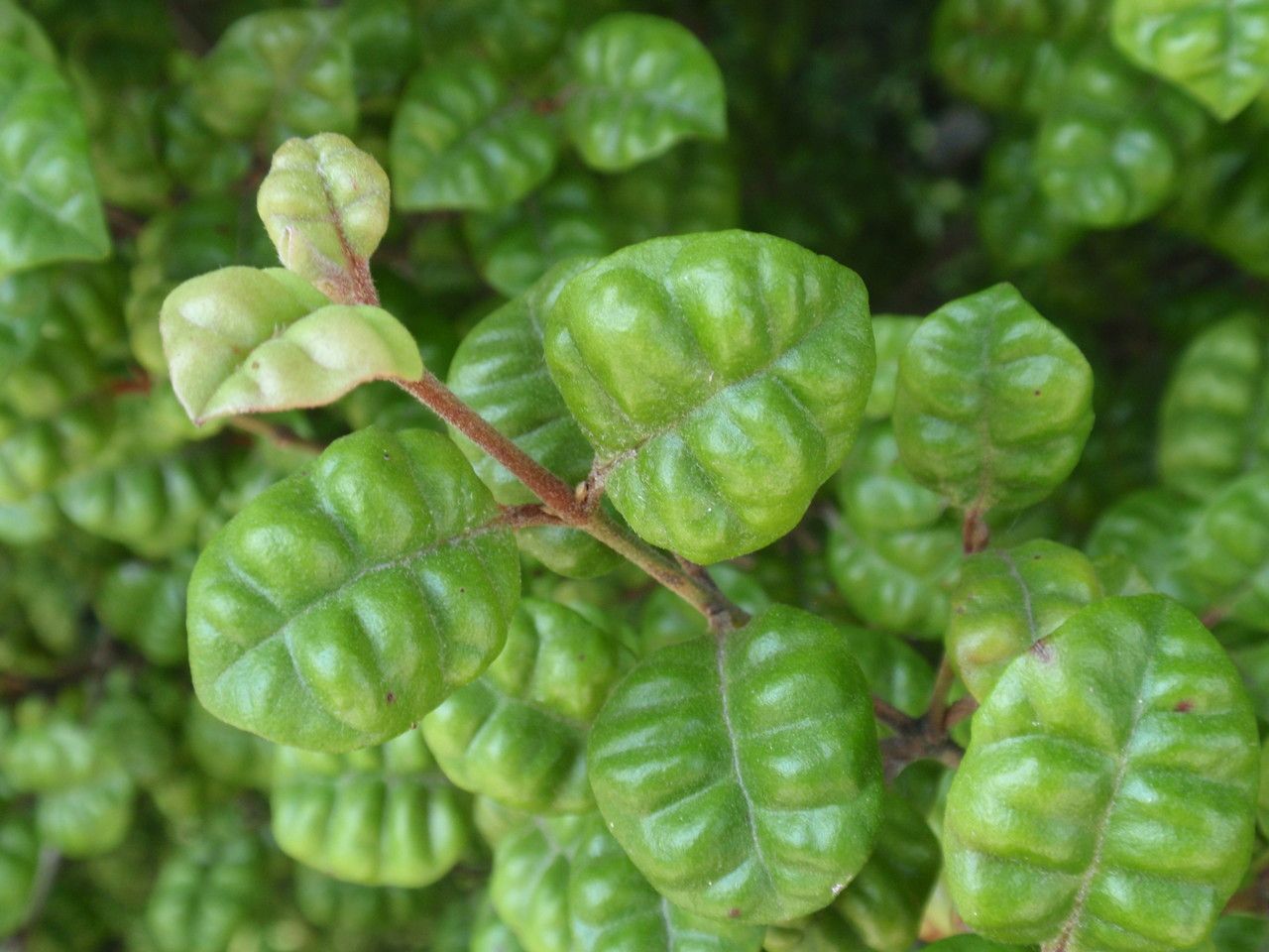 Lophomyrtus bullata leaf