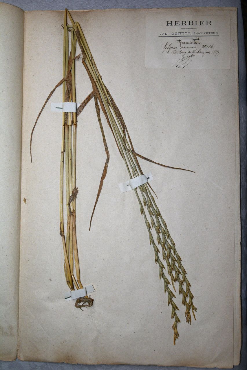 Lolium remotum other