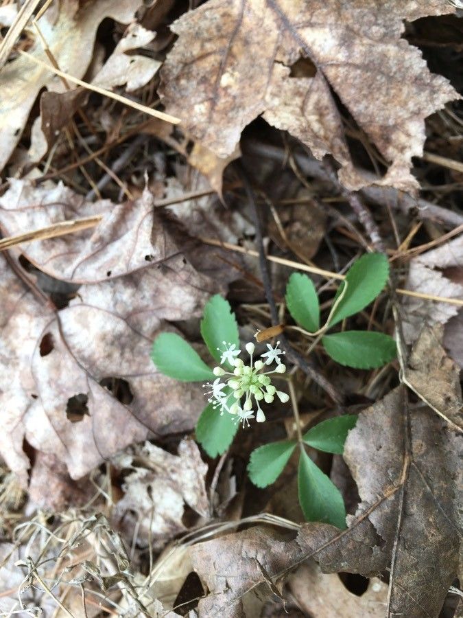 Panax trifolius flower