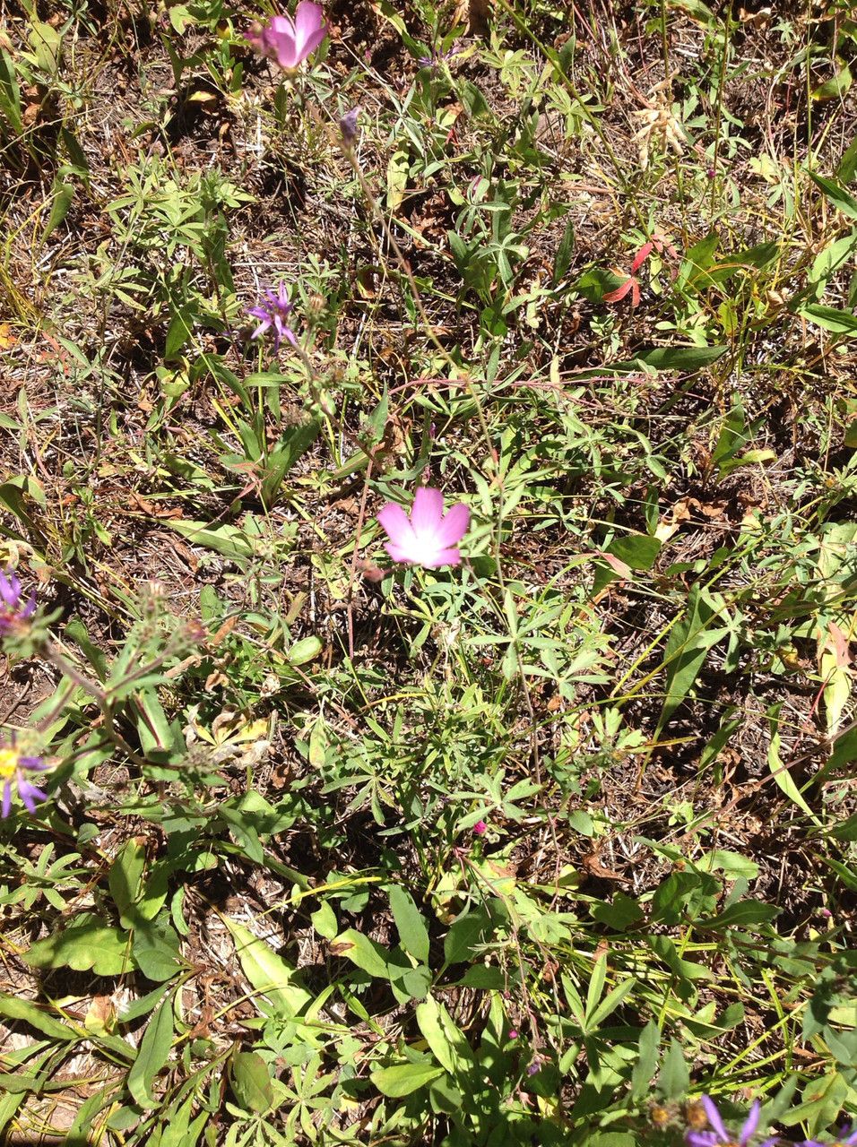 Sidalcea glaucescens habit