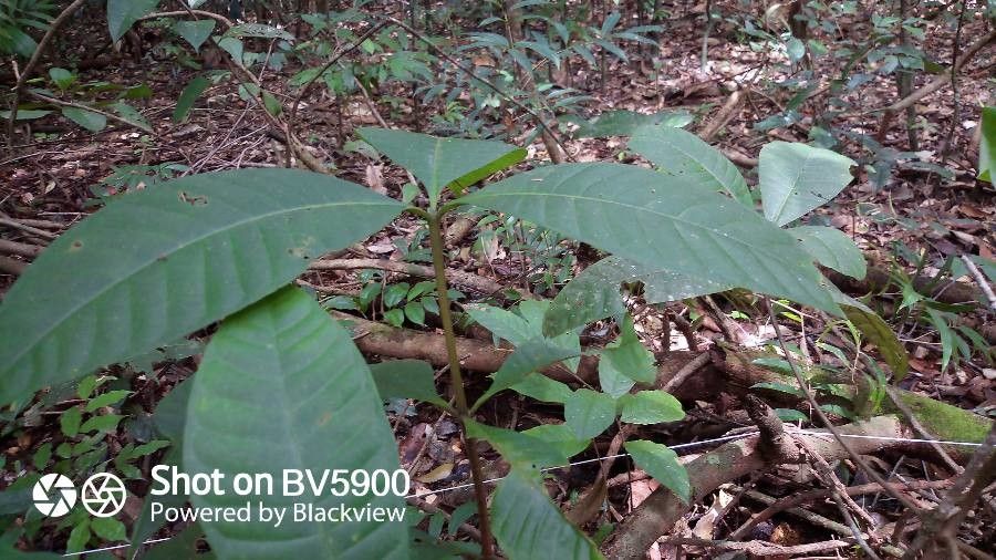 Couma guianensis — related species from the same genus