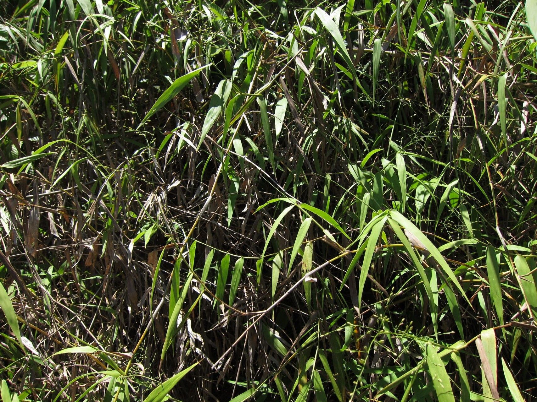 Panicum malacotrichum — houseplant care guide