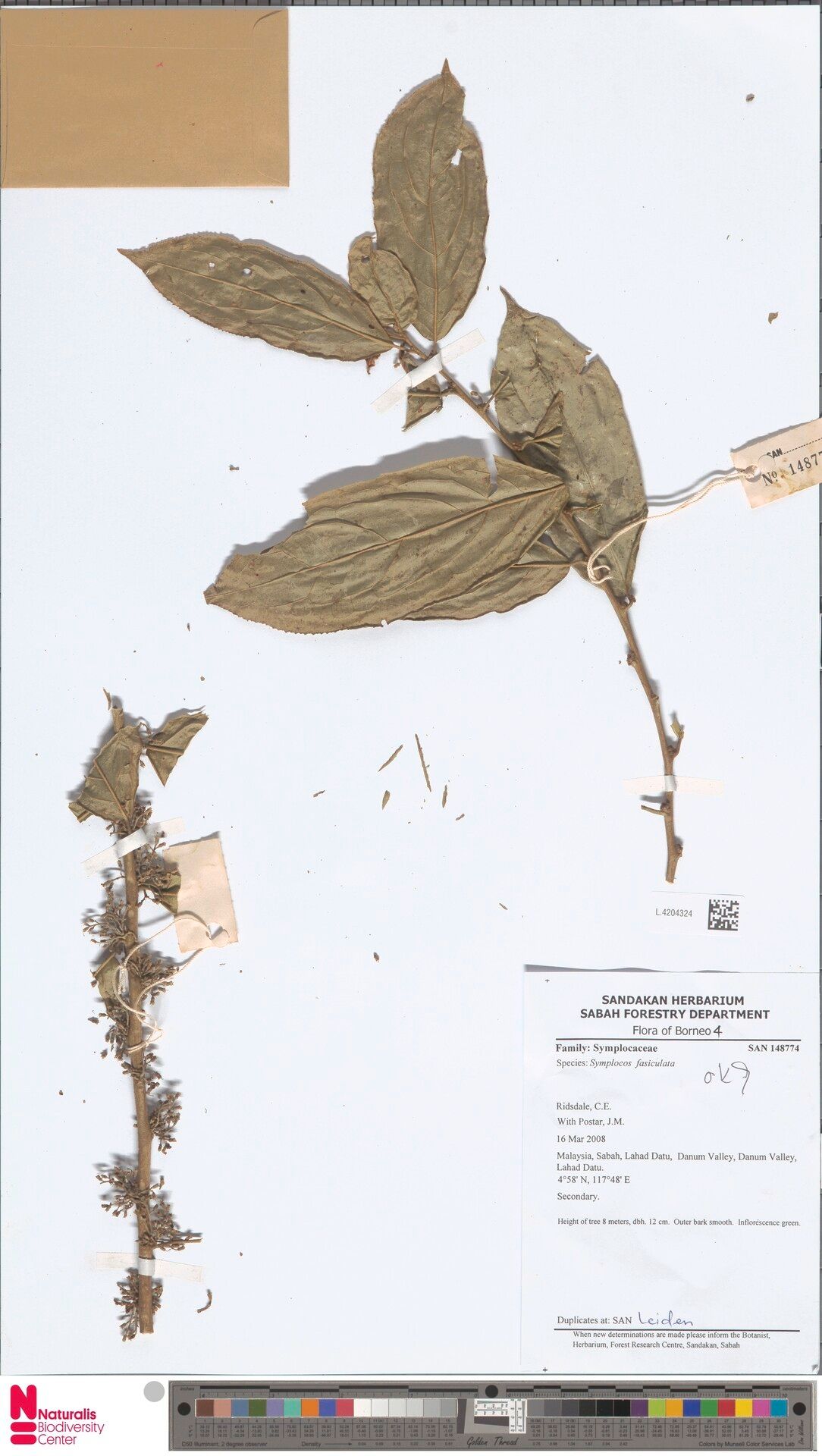 Symplocos fasciculata — houseplant care guide