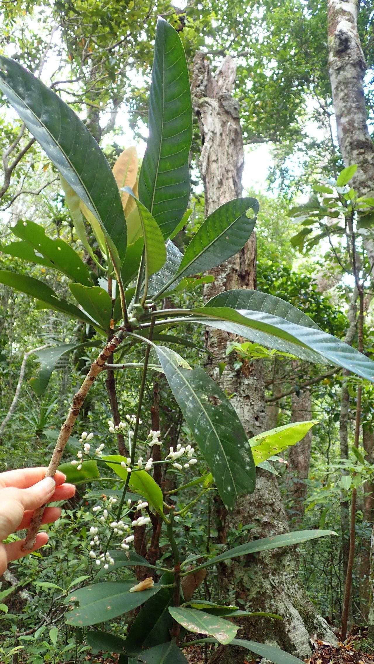 Psychotria calothyrsa habit