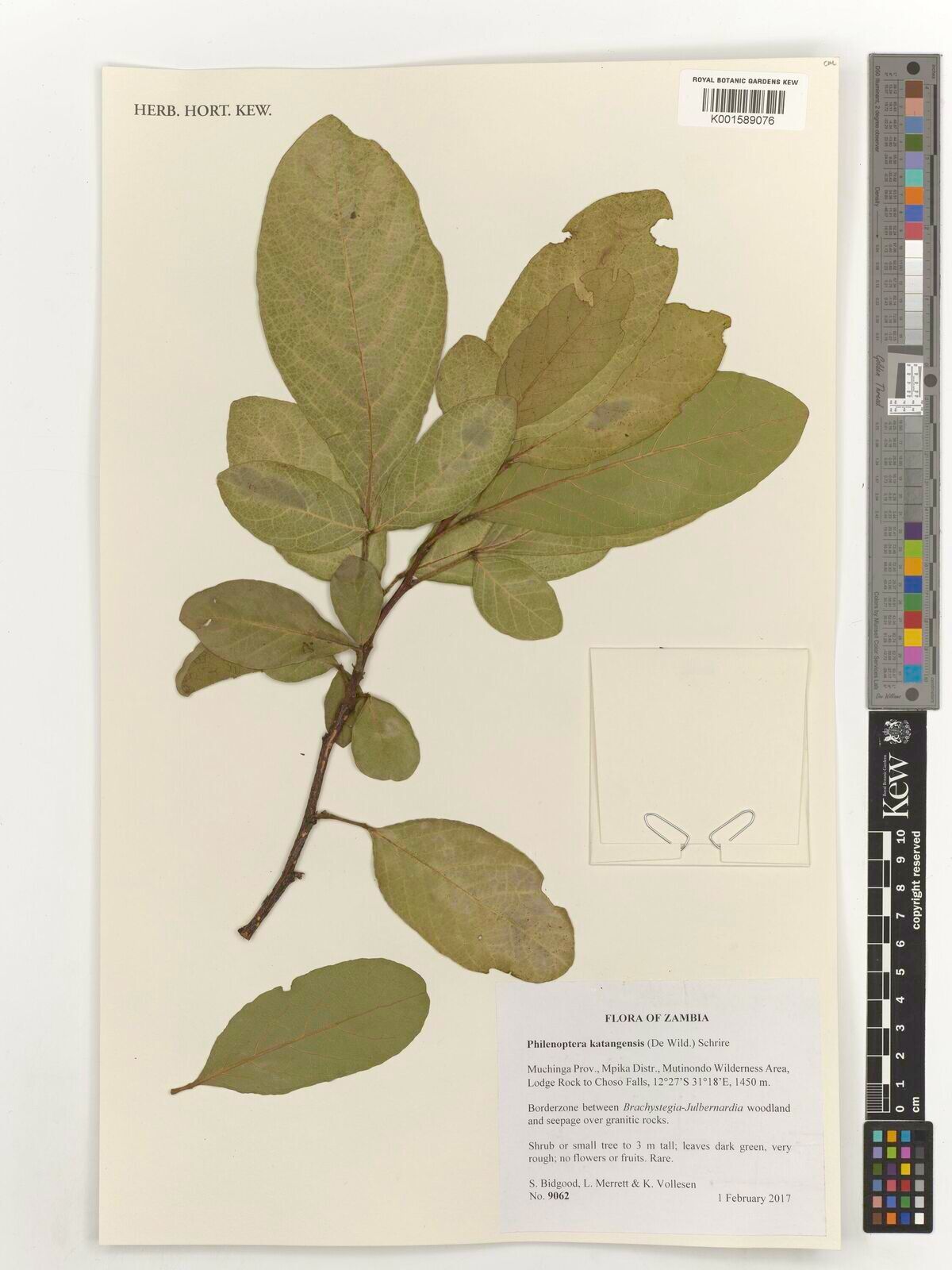 Philenoptera katangensis — related species from the same genus