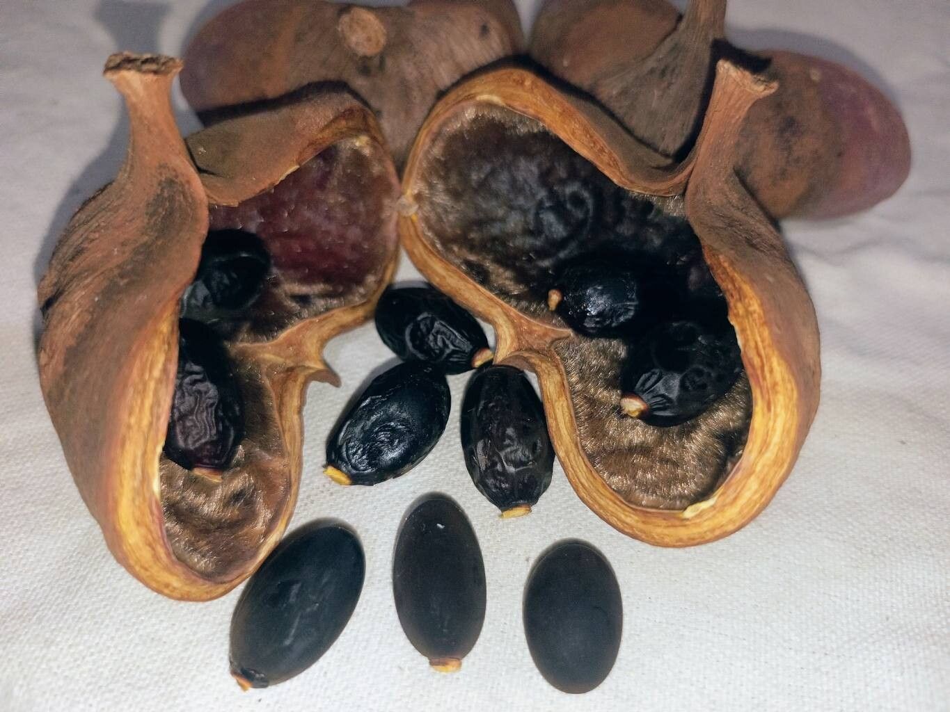 Sterculia recordiana fruit