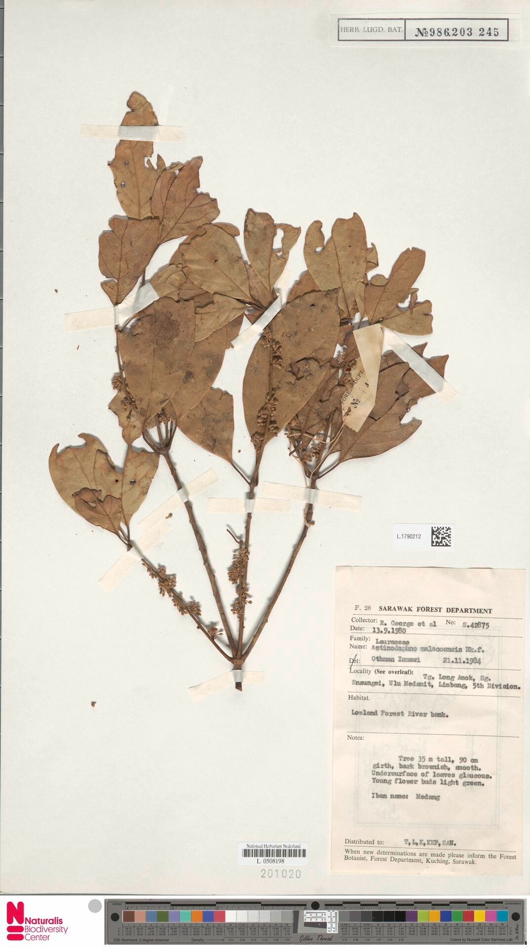 Actinodaphne malaccensis — houseplant care guide