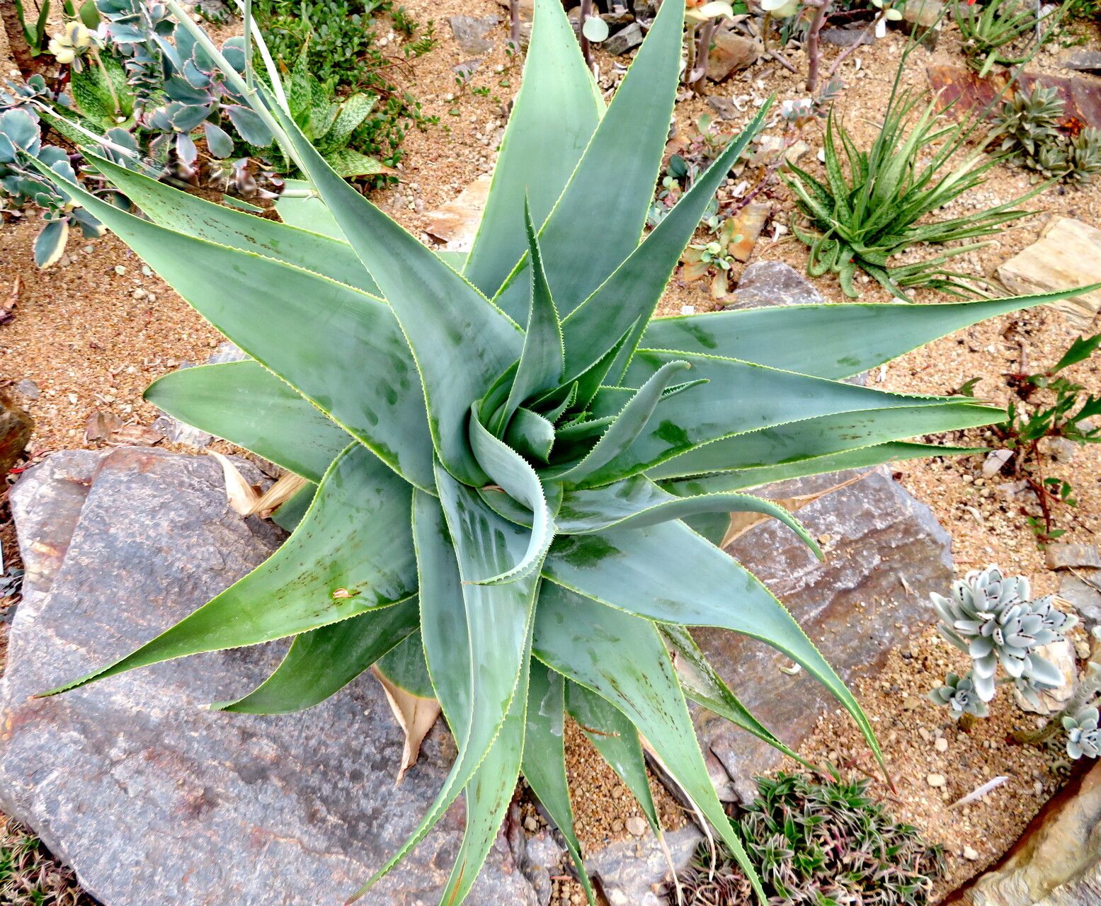 Aloe viguieri — houseplant care guide